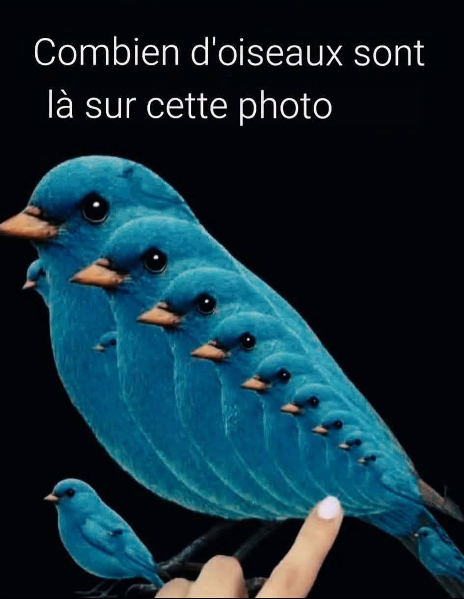 Combien d’oiseaux peux-tu voir ?Clic sur le lien pour voir le résultat?