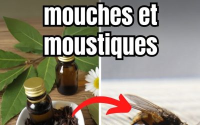 Mettez ceci dans votre maison et vous ne verrez plus jamais de mouches ni de moustiques