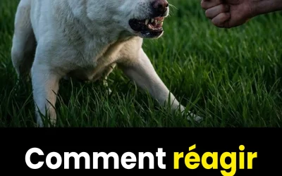 Beaucoup font cette erreur : Que faire face à un chien agressif ? – 8 règles essentielles